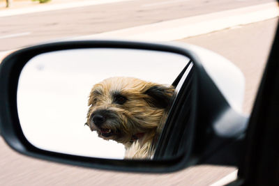 Dog in car mirror