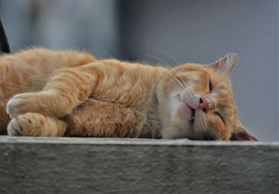 Close-up of a cat sleeping