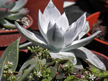 Close-up of flower