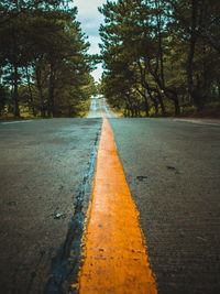 Surface level of road amidst trees