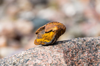 Close-up of rusty metal stone