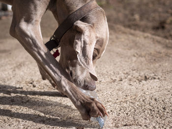 Close-up of dogs on field