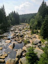 View of stream in forest against sky