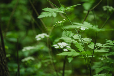 Close-up of flowering plant