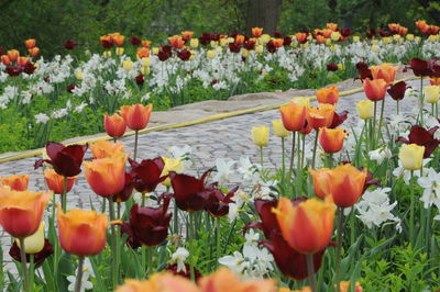 Close-up of tulips in field