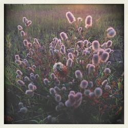 Close-up of flowers blooming in field