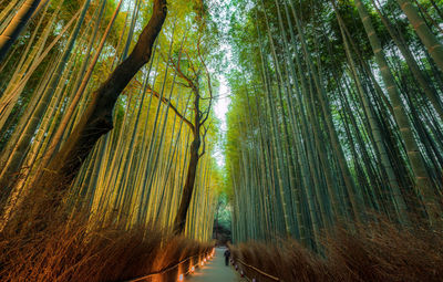 Person walking on footpath amidst bamboo trees in forest