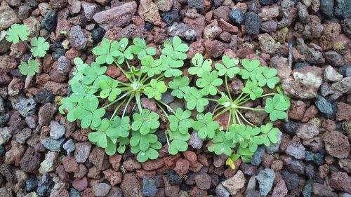 High angle view of plant growing on rock