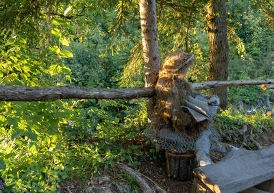 View of an trees in the forest