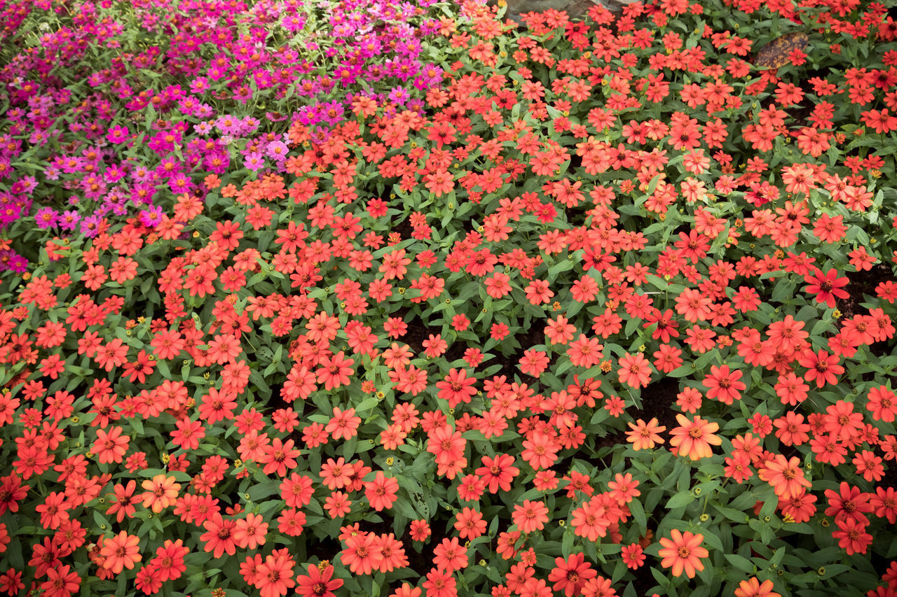 HIGH ANGLE VIEW OF PINK FLOWERING PLANTS IN BLOOM