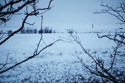 Bare trees on snow covered field