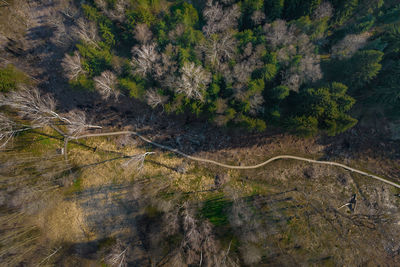 High angle view of trees, path and plants in forest