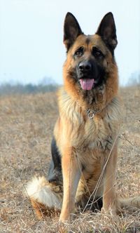 Portrait of dog sitting on field