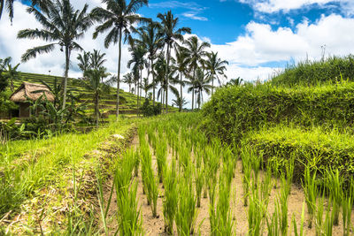 Scenic view of rice field against sky