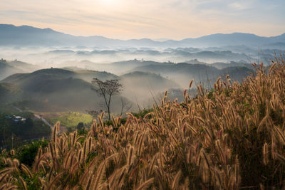 nature