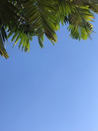 Low angle view of palm tree against clear blue sky