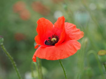 Close-up of red poppy flower