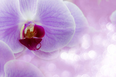 Close-up of flower blooming outdoors