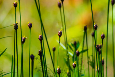 Close-up of buds at paul b johnson state park