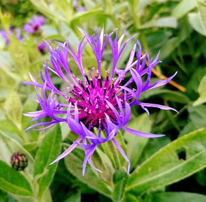 Close-up of purple flower blooming outdoors