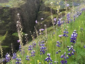 Purple flowering plants on field