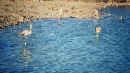 Birds in water