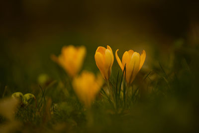 Close-up of yellow crocus flower on field