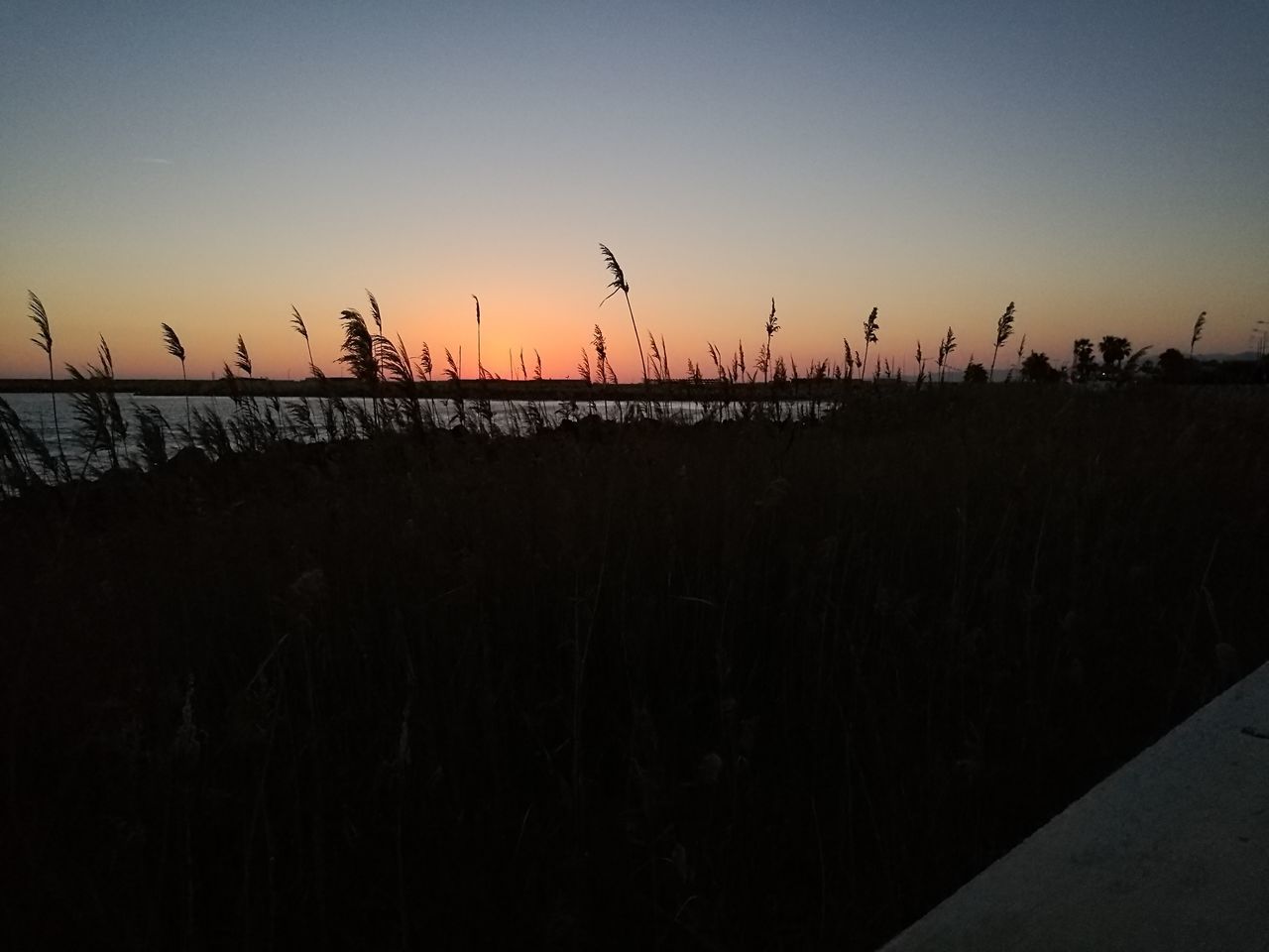 sunset, large group of animals, silhouette, nature, flying, beauty in nature, animal themes, sky, bird, flock of birds, tranquil scene, tranquility, scenics, outdoors, no people, animals in the wild, migrating, water, day