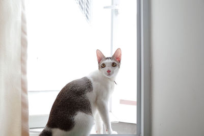 Portrait of cat by window at home