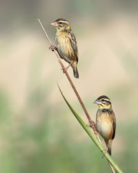 Close-up of bird perching