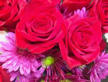 Close-up of pink rose