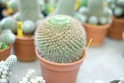 Close-up of cactus potted plant
