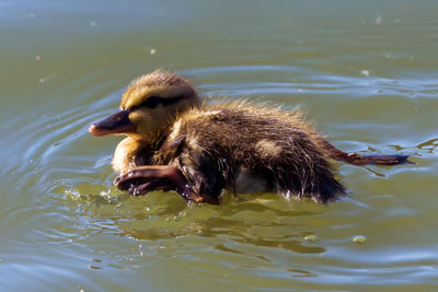 Duck swimming in lake