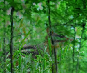 Full frame shot of trees in forest