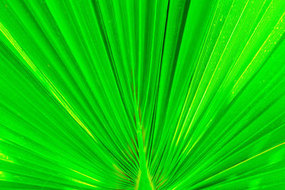 Full frame shot of palm leaf