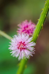 Close-up of pink flower blooming outdoors