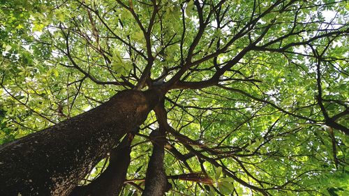 Low angle view of tree against sky