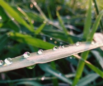 Close-up of water drops on leaves