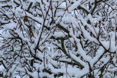 Close-up of snow on tree