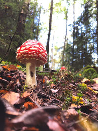 Close-up of mushroom growing on field