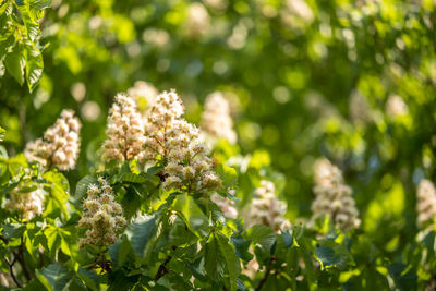 Close-up of flowering plant