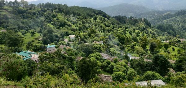 High angle view of trees and plants growing on land