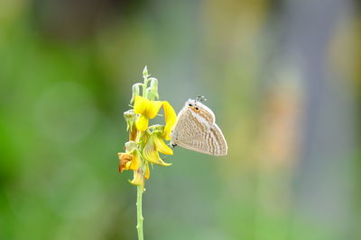 Close-up of butterfly pollinating on yellow flower