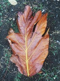 High angle view of maple leaf