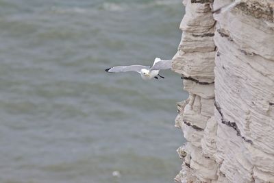 Seagull flying in a water
