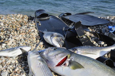 Close-up of fish on shore