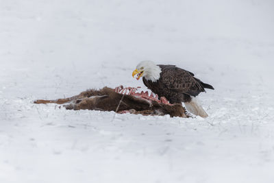 Na bald eagle