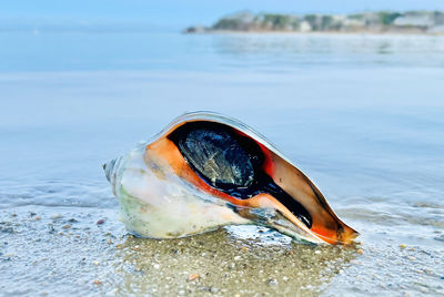 Conch shellfish at chatham, cape cod