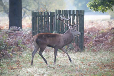 Deer standing on ground