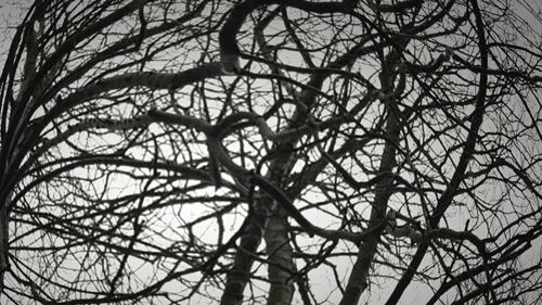 Low angle view of bare tree against sky